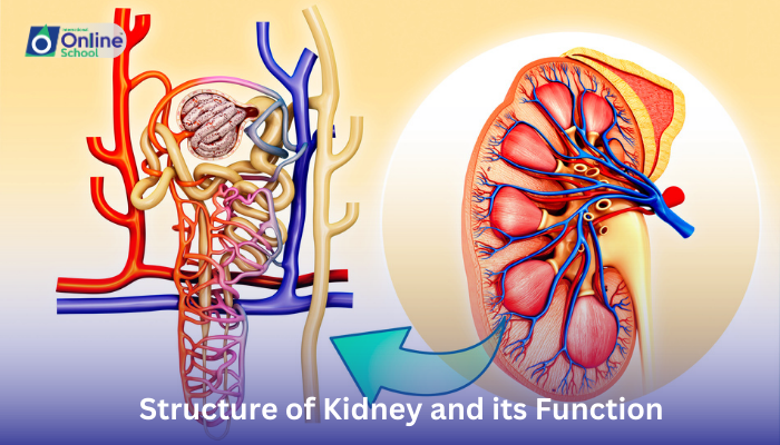 Lesson 10: Structure of Kidney and its Function